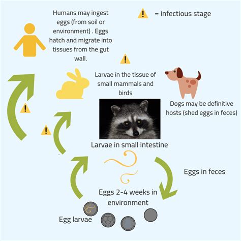 raccoon roundworm infection baylisascaris procyonis in humans