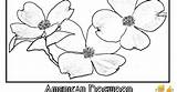 Flower Dogwood Coloring Pages sketch template