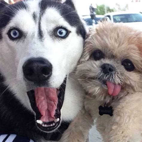 Fotos De Selfies De Perros Graciosas Para Facebook