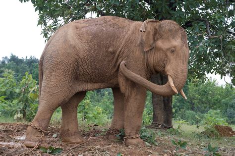 wild elephants  chhattisgarh move  madhya pradesh