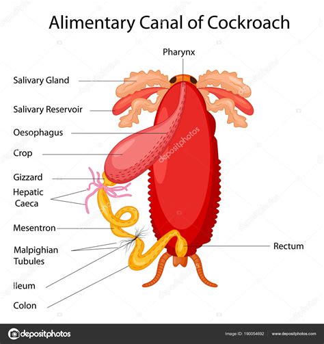 education chart of biology for anatomy of alimentary canal