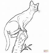 Cat Realistic Coloring Pages Tree Chat Drawing Printable Coloriage Supercoloring Animals Abyssinian Detailed Imprimer Color Sheets Colorier Dessin Pages2color Adult sketch template