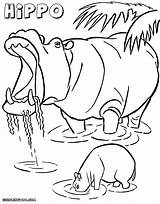Hippopotamus Coloring Pages sketch template