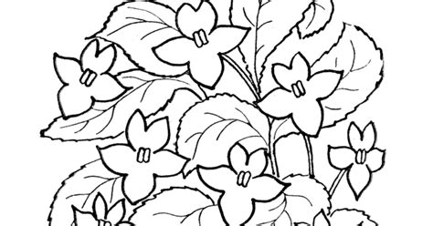 flower vines coloring pages coloring pages  kids