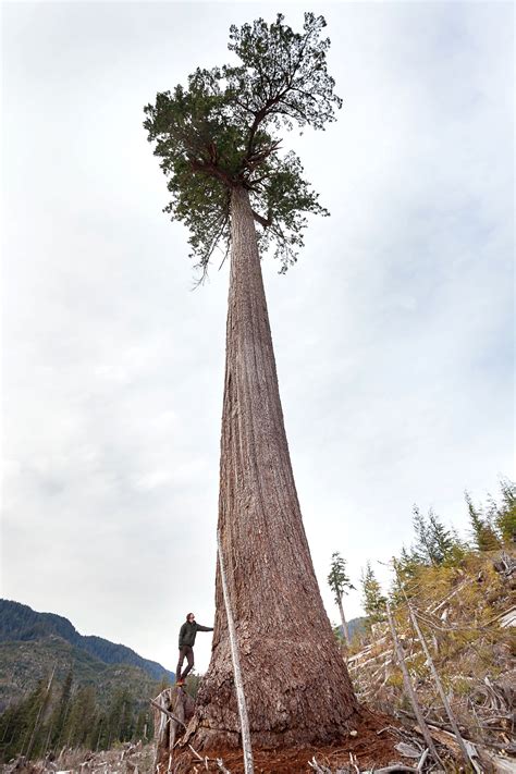 canadas  largest douglas fir tree      port renfrew bc globalnewsca