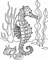 Coloring Seahorse Pages Horse Ocean Sea Realistic Bottom Animal Topcoloringpages Kids Print sketch template