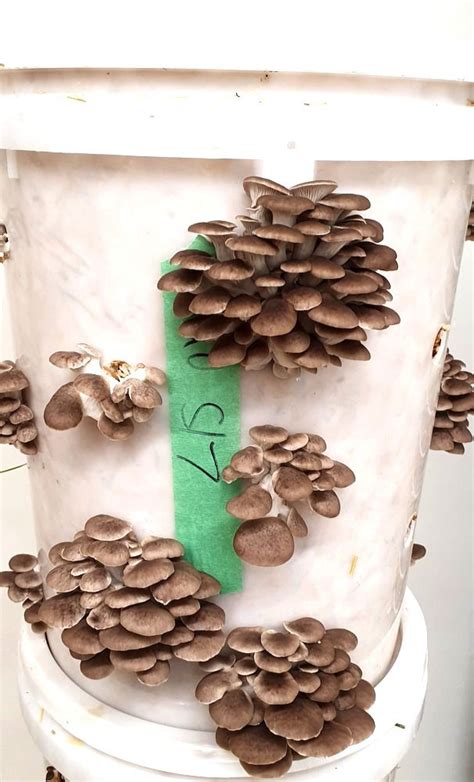 grow oyster mushrooms  buckets bags sporeshift
