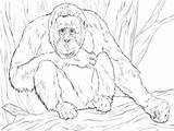 Coloring Orangutan Realistic Pages Bornean Printable Color Drawing Clipart Orangutans Print Version Supercoloring Animals Online sketch template