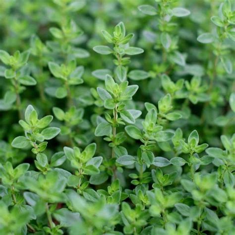 seeds  common thyme thymus vulgaris amkha seed