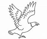 Burung Sketsa Elang Hitam Putih Mewarnai Mozaik Menggambar Kolase Hewan Kartun Mudah Merak Narmadi Mewarnainya Berwarna sketch template