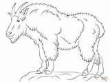Coloring Goat Mountain Pages Drawing 93kb 1228 Drawings Printable Template sketch template