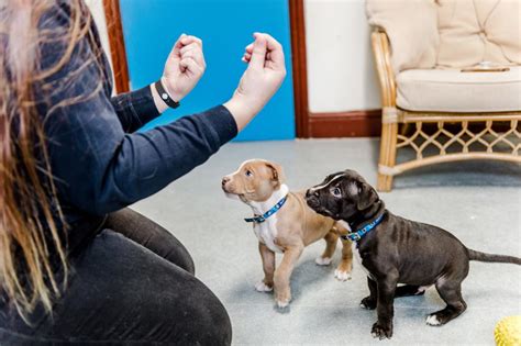 Happy Ending For Hand Rear Pups Blue Cross