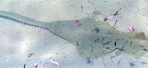 pristis pectinata smalltooth sawfish bimini western ba flickr