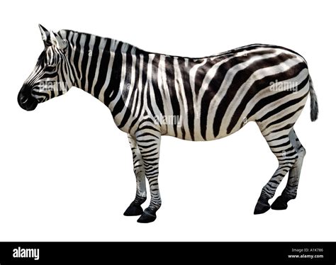 zebra cut   res stock photography  images alamy