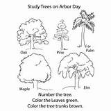 Tree Coloring Trees Pages Ones Little Top sketch template