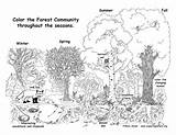 Forest Coloring Community Throughout Year Nature Exploringnature Pages Exploring Support sketch template