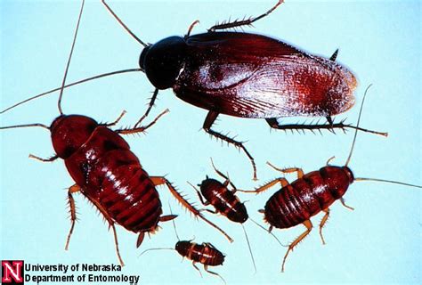 cockroaches entomology nebraska