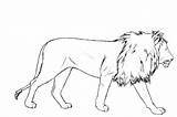 Lion Drawing Draw Drawings Pencil Male Outline Sketch Easy Mountain Small Cub Paw Lions Head Simple Running Clipart Step Loin sketch template