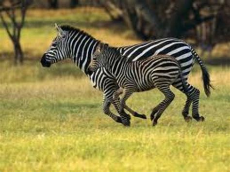 meet zoe  rare golden zebra owlcation