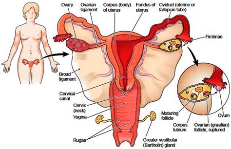Female Sex Organs