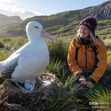 bbc america  twitter      wandering albatross