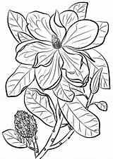 Magnolias Piante Supercoloring Print Printmania sketch template