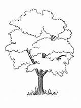 Coloring Pages Trees Tree Print Contains Coniferous Deciduous Fruit Section Both sketch template