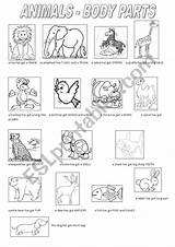 Animals Body Parts Worksheet Animal Preview Worksheets sketch template