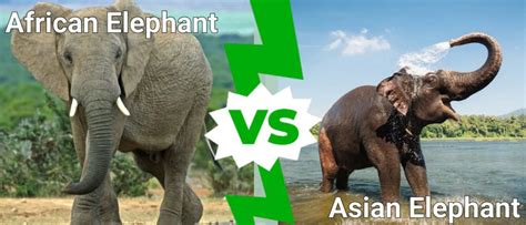 african elephant  asian elephant  key differences unianimal