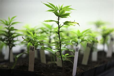Cannabis Sex Sinsemilla Vs Seeded Plants Harvest