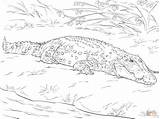 Coloring Pages Crocodile Saltwater Realistic Australian Drawing Printable sketch template