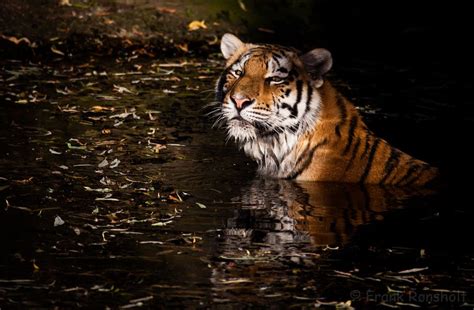 tiger spa  frank ronsholt  px save  tiger animals