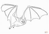 Bat Vampire Coloring Pages Drawing Template Line Printable Common Sketch Getdrawings Supercoloring Preschool Colorings sketch template