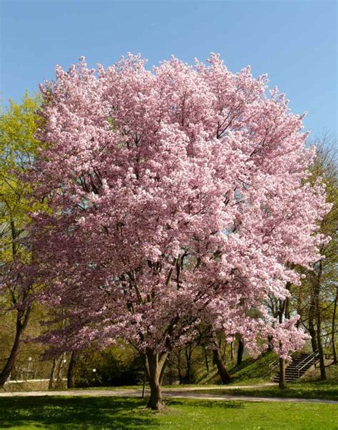 ornamental cherry tree advice  planting pruning  care