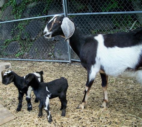 Mini Nubian Goats Everything You Need To Know 2021