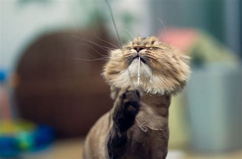 hair loss  cats