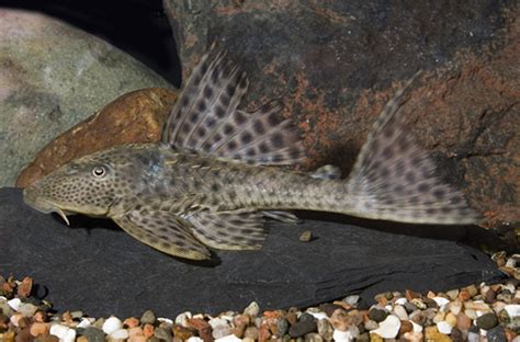 pleco  hypostomus medium bluegrassaquaticscom