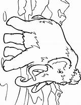 Extinct Mammoth Wooly Woolly Tundra Animal Prehistoric Sachunterricht Urgeschichte Walking Designlooter Coloringbay sketch template
