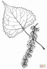 Cottonwood Leaf Tree Coloring Trees Drawing Pages Maple Designlooter Click Printable 79kb Getdrawings Choose Board Leaves Silhouettes sketch template