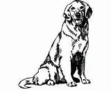 Retriever Puppy Labrador Cachorro Fennec Retriver Kleurplaat Clipartmag Retrever sketch template