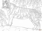 Bengal Supercoloring Ausmalbild Bengalischer Ausmalen Stehender Tigre Felini Malen Zahlen Bengals sketch template