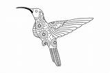 Hummingbird sketch template