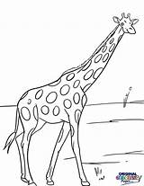 Giraffe sketch template