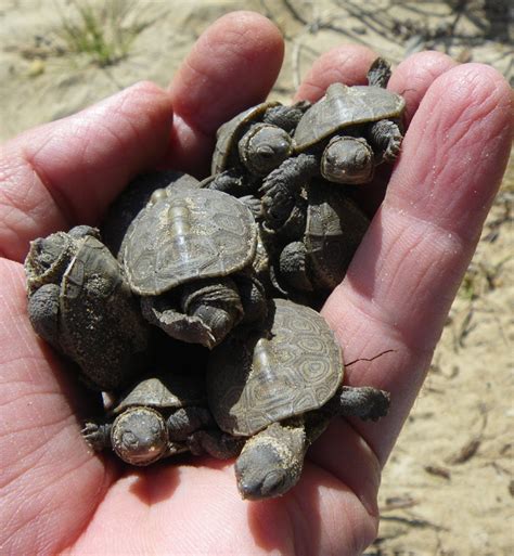 dozen terrapin hatchlings scramble  safety turtle journal