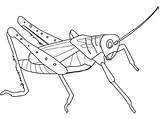 Grasshopper Coloring Line Drawing Designlooter Predator Defending Getdrawings sketch template