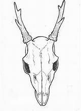 Skull Drawing Deer Easy Side Animal Drawings Mule Skulls Horns Tattoos Tattoo Line Getdrawings Coloring Pages Clipartxtras Roe Paintingvalley sketch template