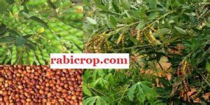 red gram  detail   important facts including cultivation types  soil important