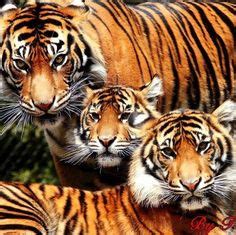 tiger family tattoos pinterest tigers family love  families