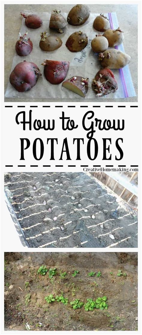 grow potatoes growing potatoes potato gardening fall garden