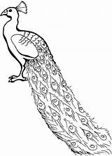 Peacock Coloring Pages Kids Drawing Congo Line Colouring Outline Clipart Color Peafowl Cartoon Lovely African Printable Simple Cliparts Painting Clip sketch template